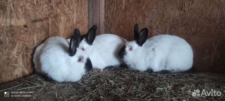 Кролики калифорнийской породы