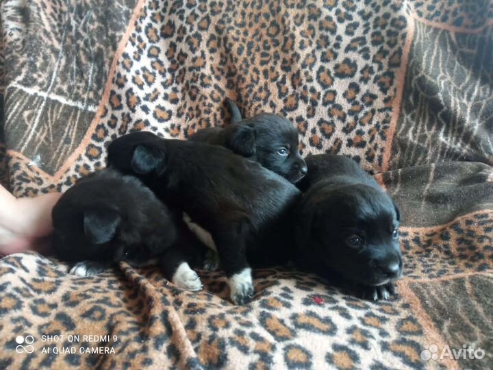 Собака в добрые руки щенок