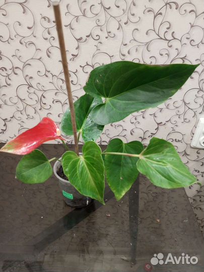 Антуриум Микс