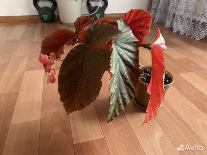 Комнатные цвет фикус бегония плющ циперус