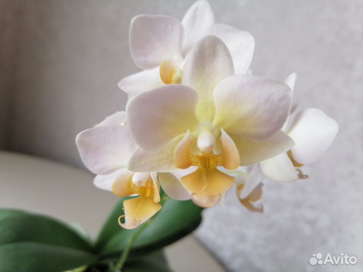 Орхидея фаленопсис Бургундия