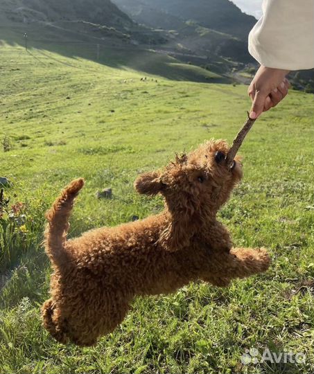 Собака для фотосессии той пудель