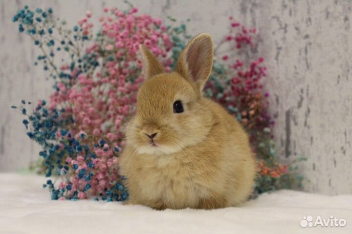 Мини кролики декоративные