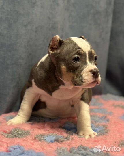 Девочка булли голубой триколор