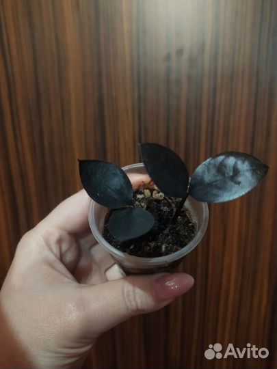 Замикулькас Черный равен