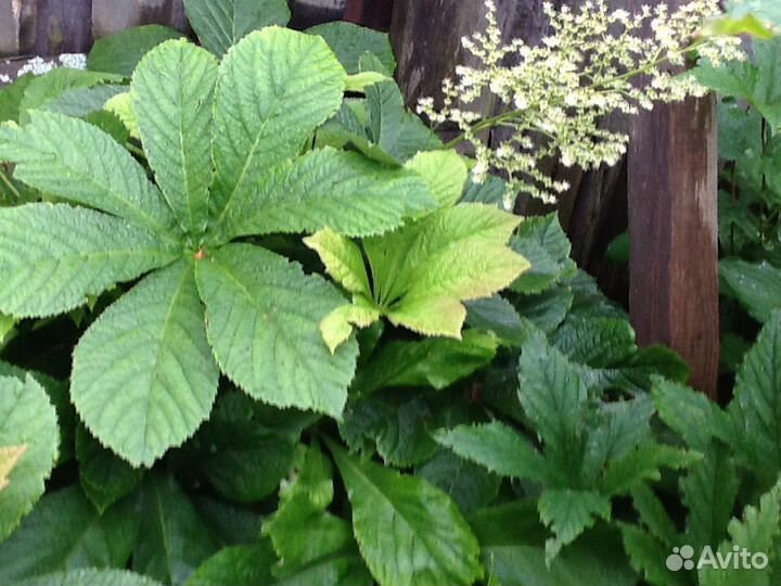 Не прихотливые многолетники