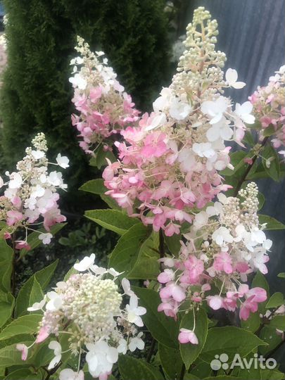 Гортензия крупномер