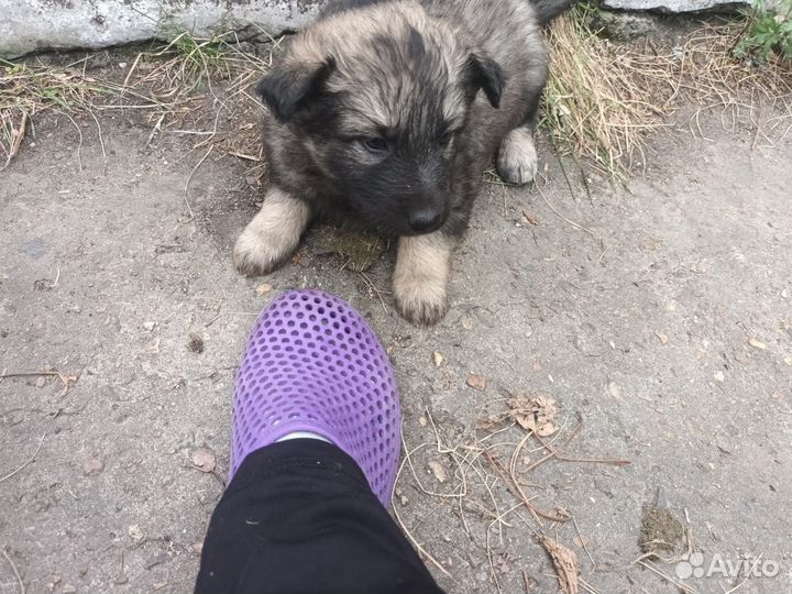 Щенки бесплатно