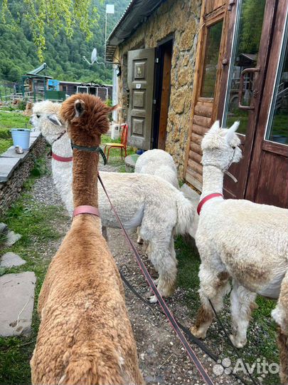 В гости к альпакам: воспоминания на всю жизнь