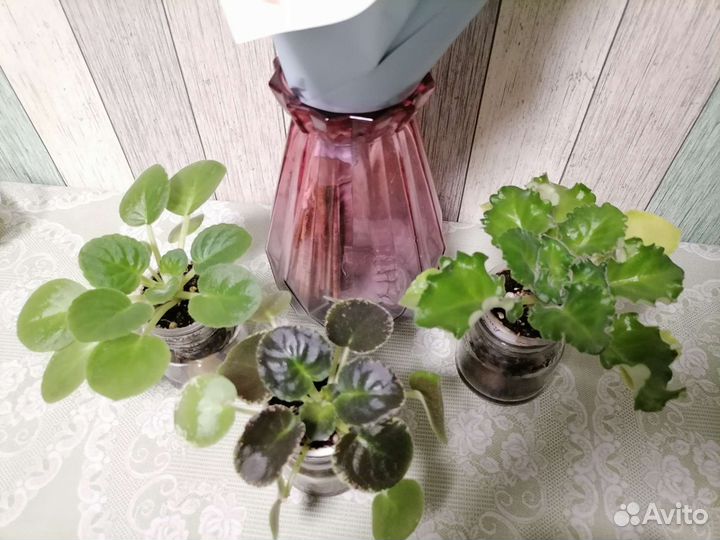 Детки сортовых фиалок