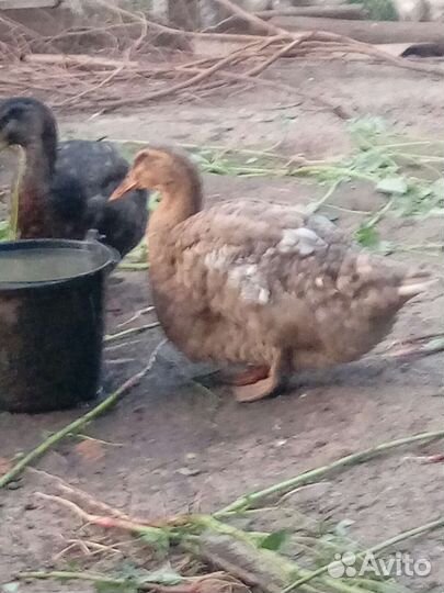 Руанская утка