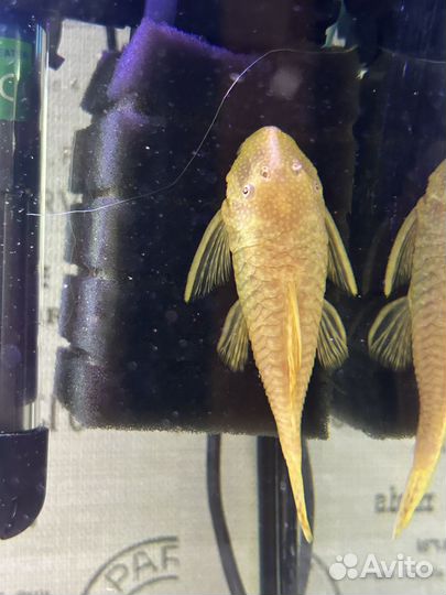 Сомик анциструс