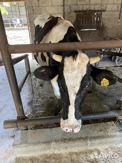 Корова стельная дойная