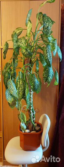 Большое комнатное дерево Диффенбахия