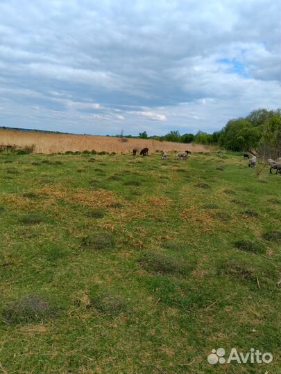 Домашние животные