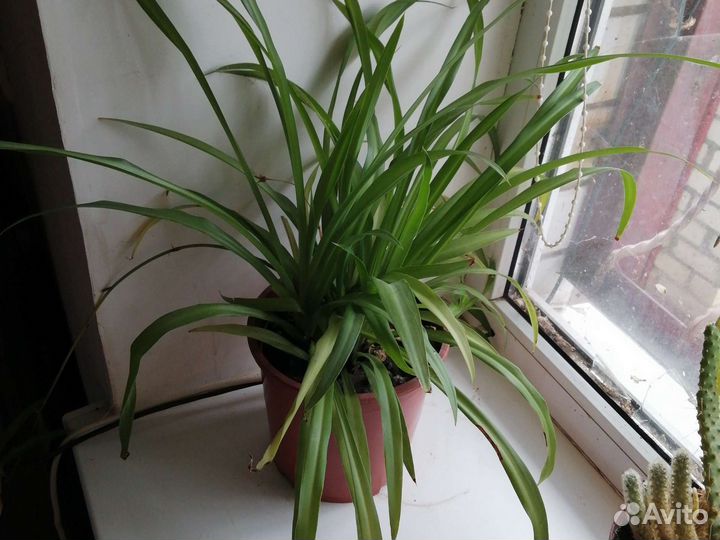 Хлорофитум