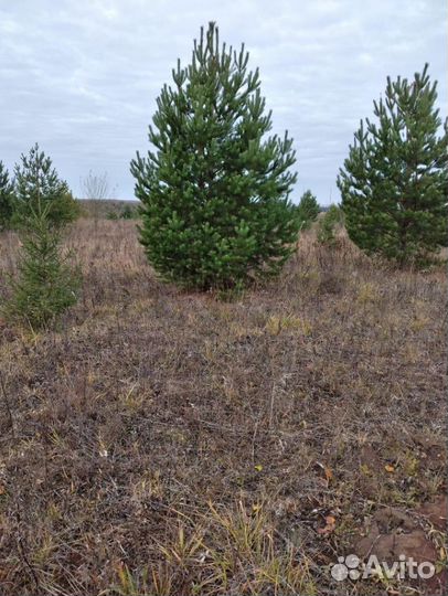 Сосна обыкновенная