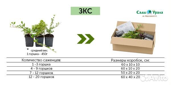 Жимолость Блю Банана, саженцы зкс, Сады Урала