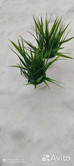 Зелень в горшочках, кашпо, ящиках