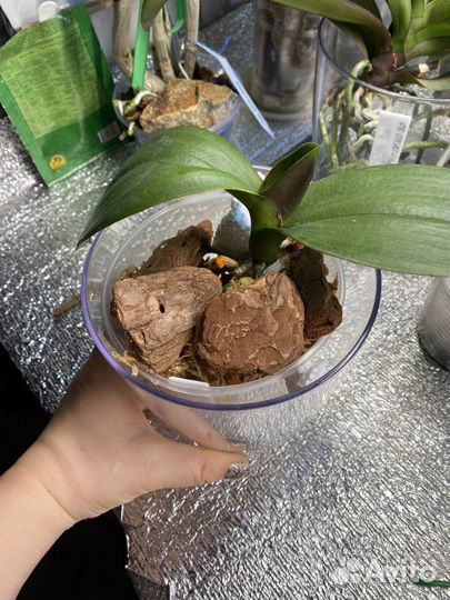 Орхидея фаленопсис phantom