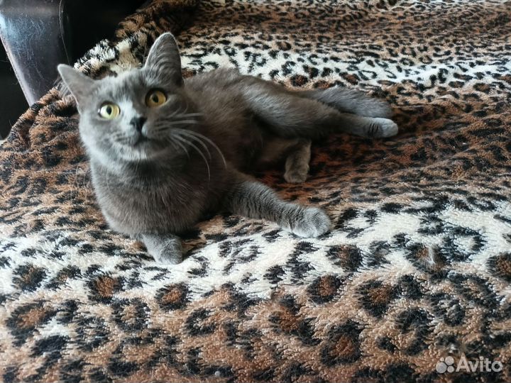 Кошка Мышка в дар