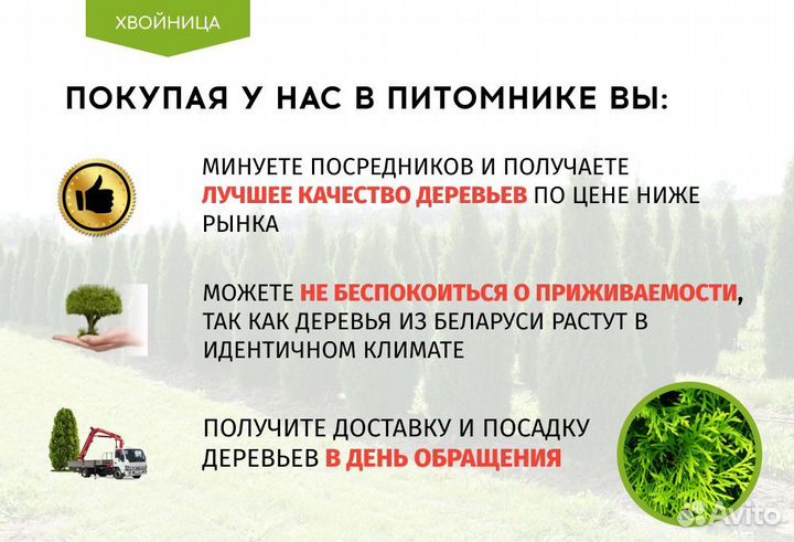 Туи в ассортименте: Колумна, Брабант, Смарагд