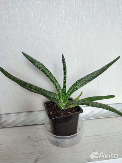 Суккуленты: гастерия, толстянка, стапелия