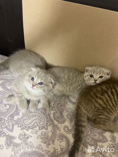 Шотландские котята