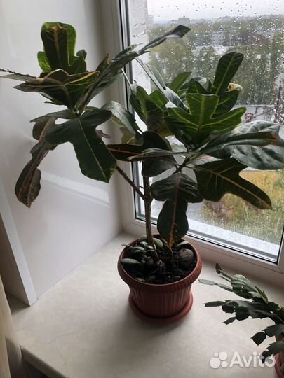 Продажа комнатного растения