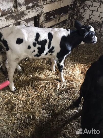 Бычок и телочка