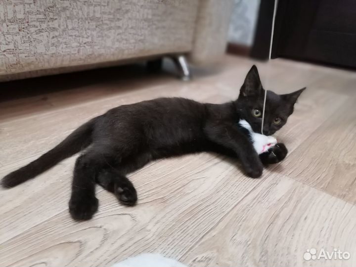 Игривая кошечка в добрые руки