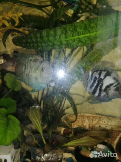 Рыбки, растения