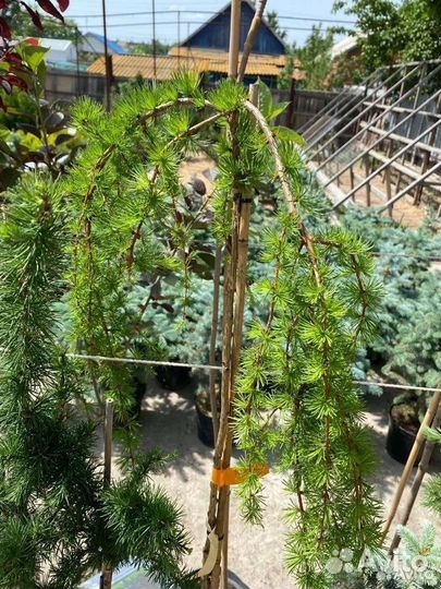 Деревья на штамбе