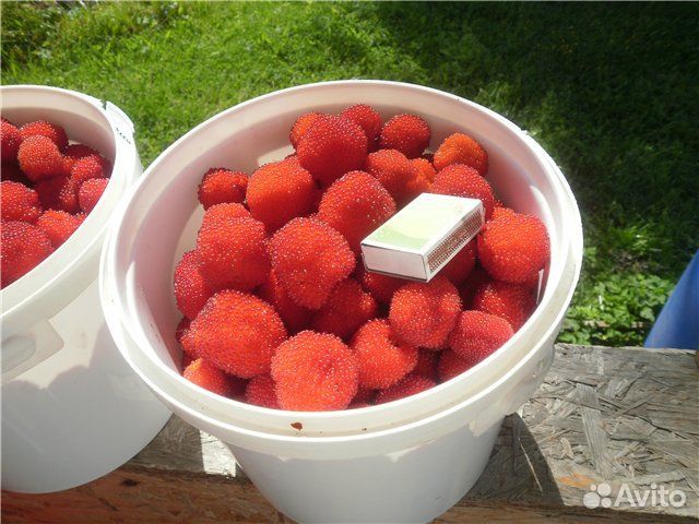 Малина земляничная (тибетская) саженцы