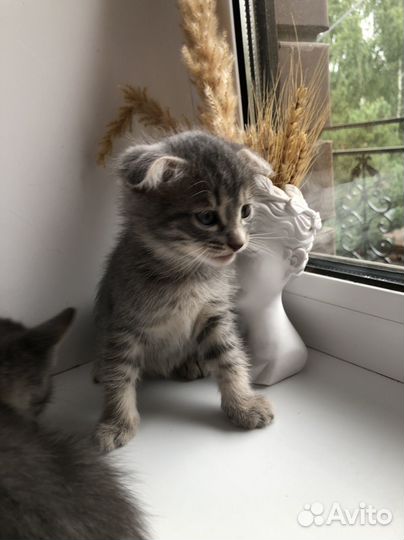 Котята вислоухие