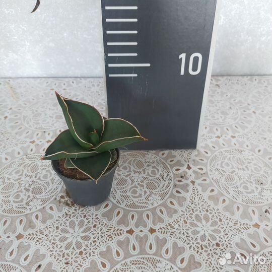 Сансевиерии разных сортов