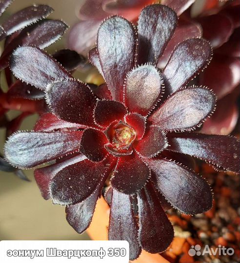 Суккуленты эониумы черенки