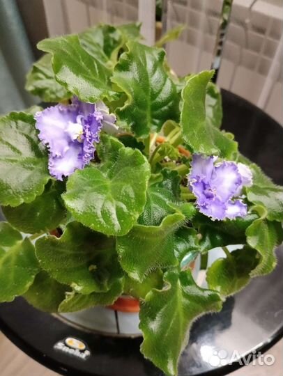 Фиалка сортовая