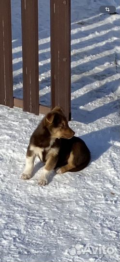 Щенки в добрые руки