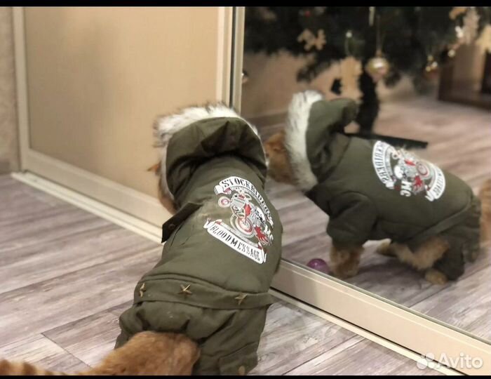 Одежда для собак и кошек