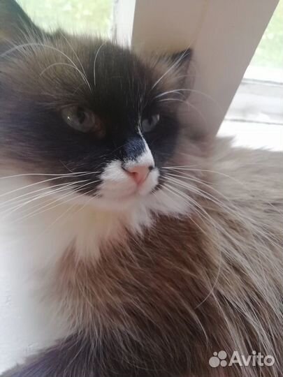 Невская маскарадная кошка ищет дом