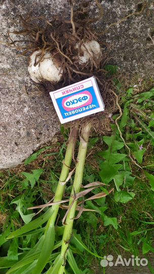 Лилии луковицы