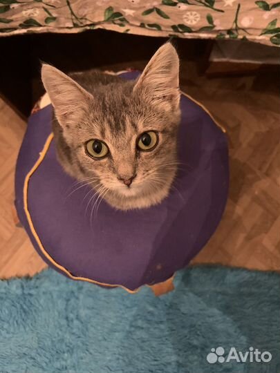 Британский котенок