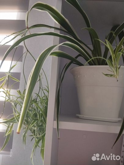 Хлорофитум