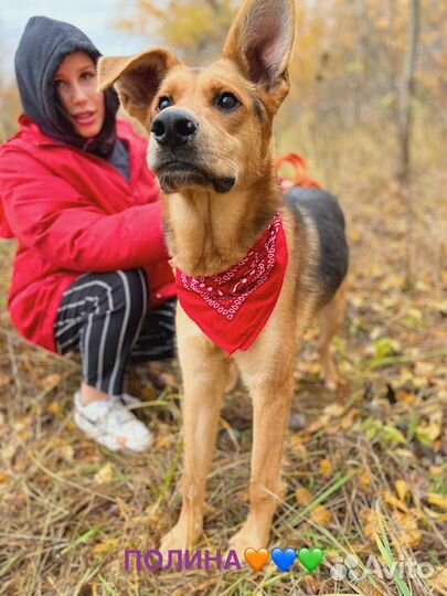 Собака бесплатно