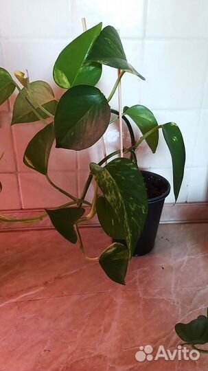 Ароидные (филодендрон,сциндапсус)
