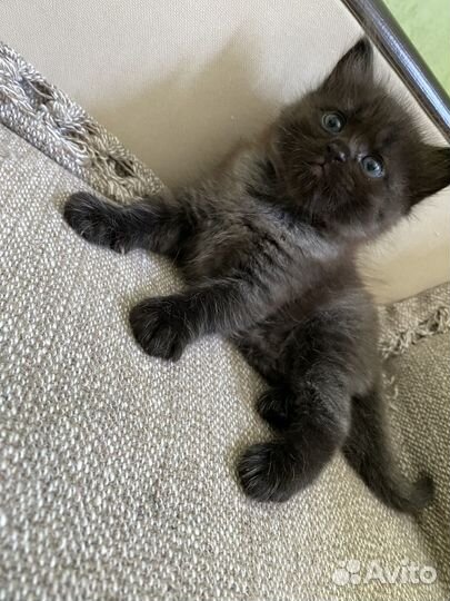 Кошка невская маскарадная
