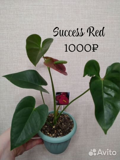 Антуриумы Success Red, Princess Amalia