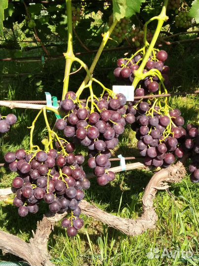 Саженцы винограда