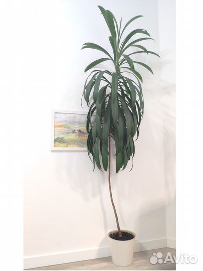Кордилина 2 метра с горшком (декоративная пальма)